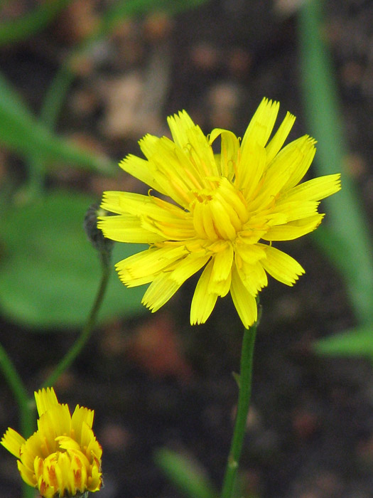 Image of Scorzoneroides autumnalis specimen.