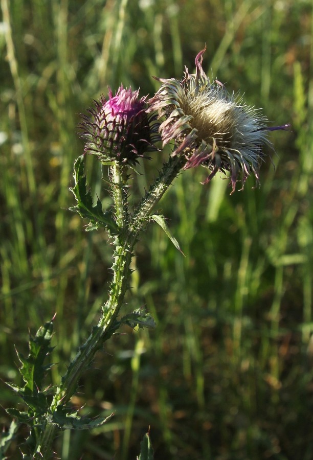 Image of Carduus crispus specimen.