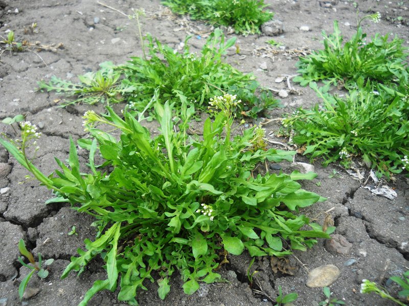 Image of Capsella bursa-pastoris specimen.