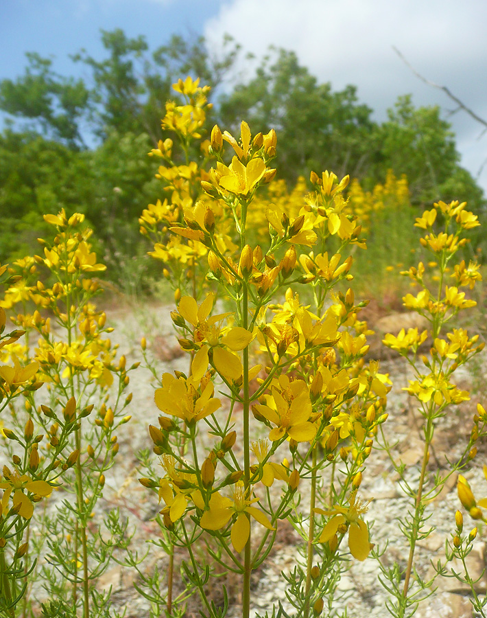 Изображение особи Hypericum lydium.