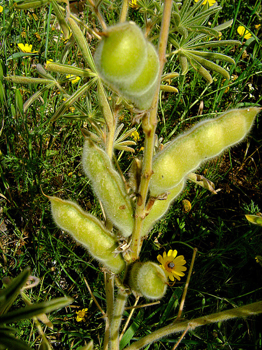 Изображение особи Lupinus pilosus.