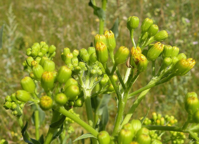 Изображение особи Senecio schwetzowii.