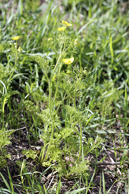 Image of Ranunculus tenuilobus specimen.