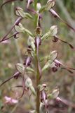 Himantoglossum caprinum