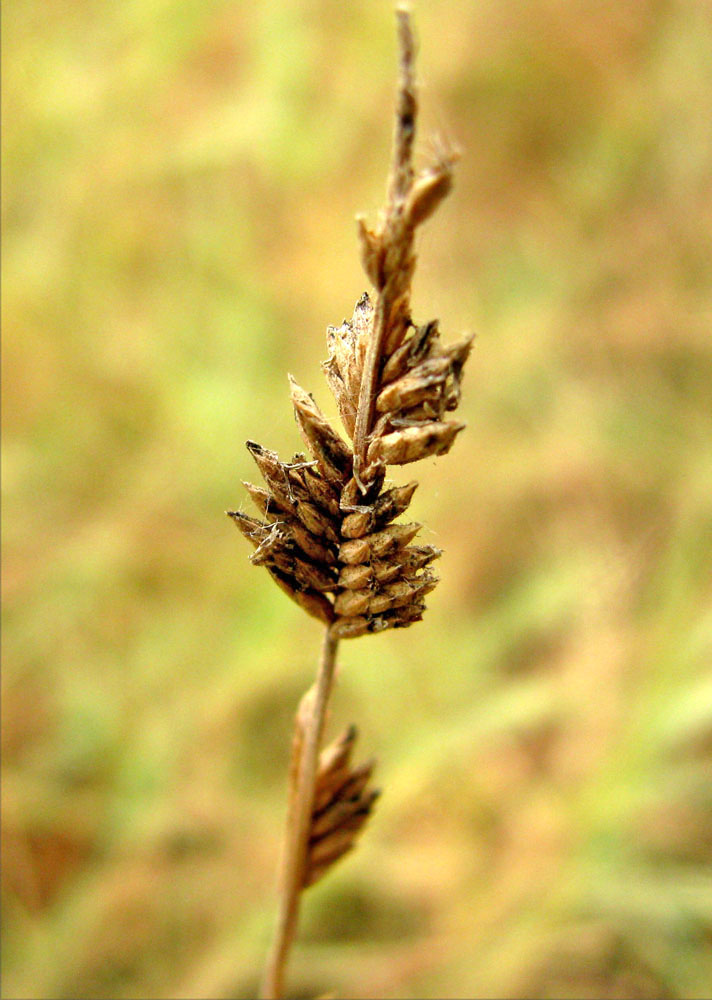 Image of Aeluropus pungens specimen.