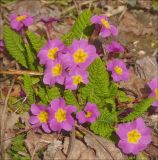 Primula vulgaris