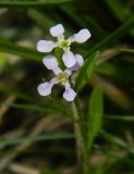 Chorispora tenella. Цветки. Украина, Донецкая обл., Старобешевский р-н, окр. пгт Старобешево. 14.04.2012.