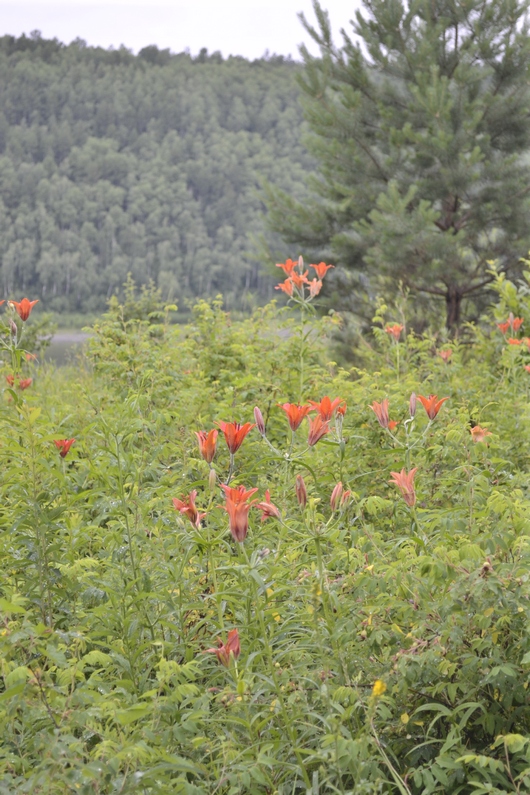 Image of Lilium pensylvanicum specimen.