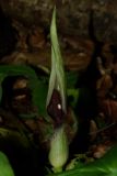 Arum maculatum