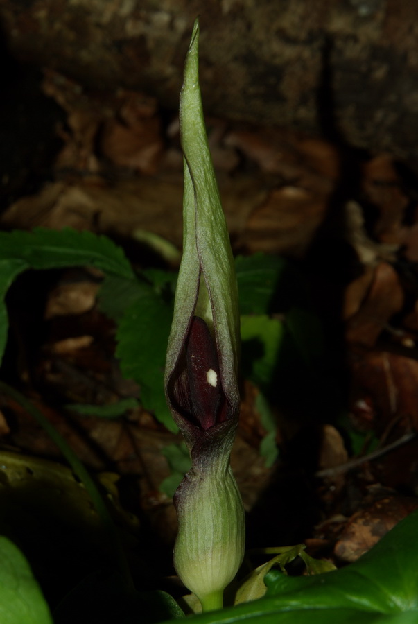 Image of Arum maculatum specimen.