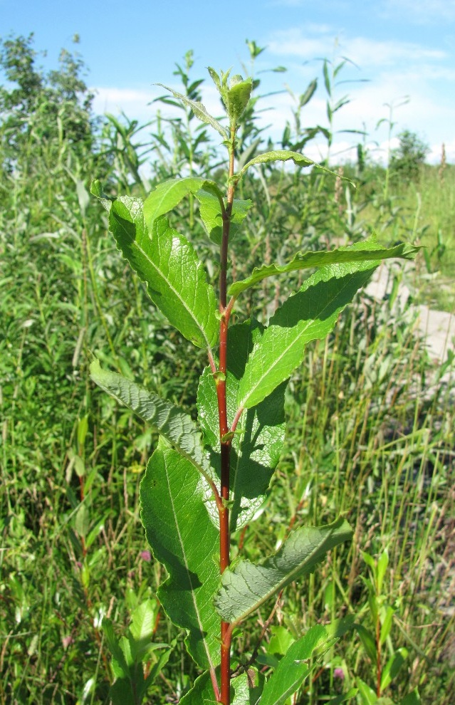 Image of Salix &times; tetrapla specimen.