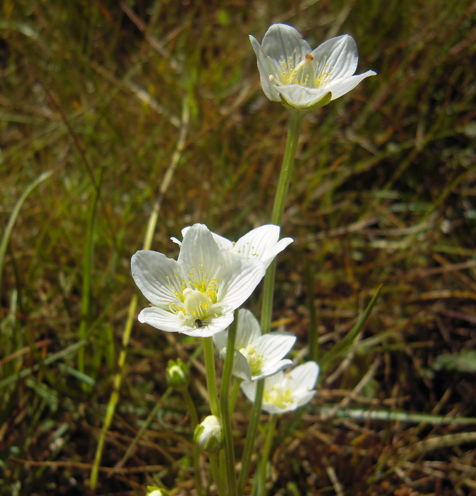 Image of Parnassia palustris specimen.