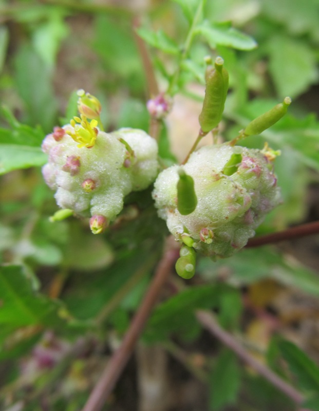 Image of Rorippa palustris specimen.