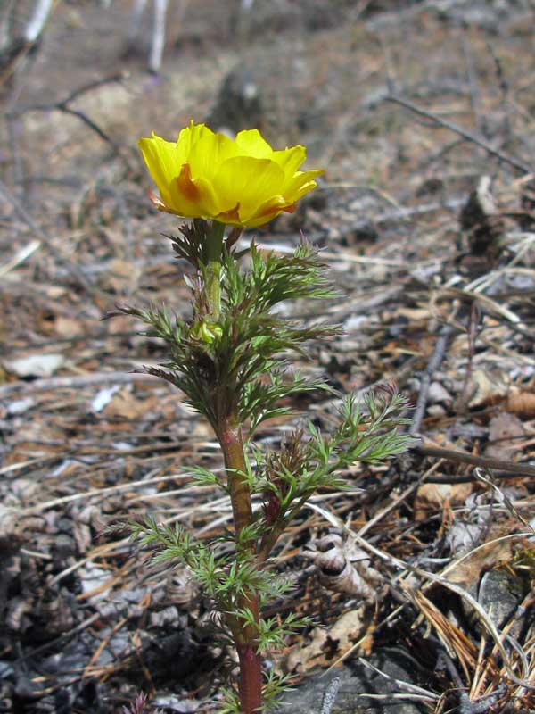 Image of Adonis apennina specimen.