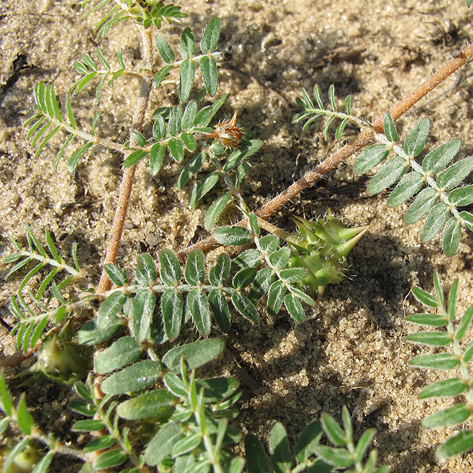 Изображение особи Tribulus terrestris.