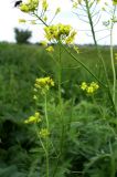 Sisymbrium loeselii. Часть соцветия/соплодия с кормящейся мухой. Ростовская обл., дельта Дона, Азовский р-н, окр. с. Кагальник. 01.06.2012.