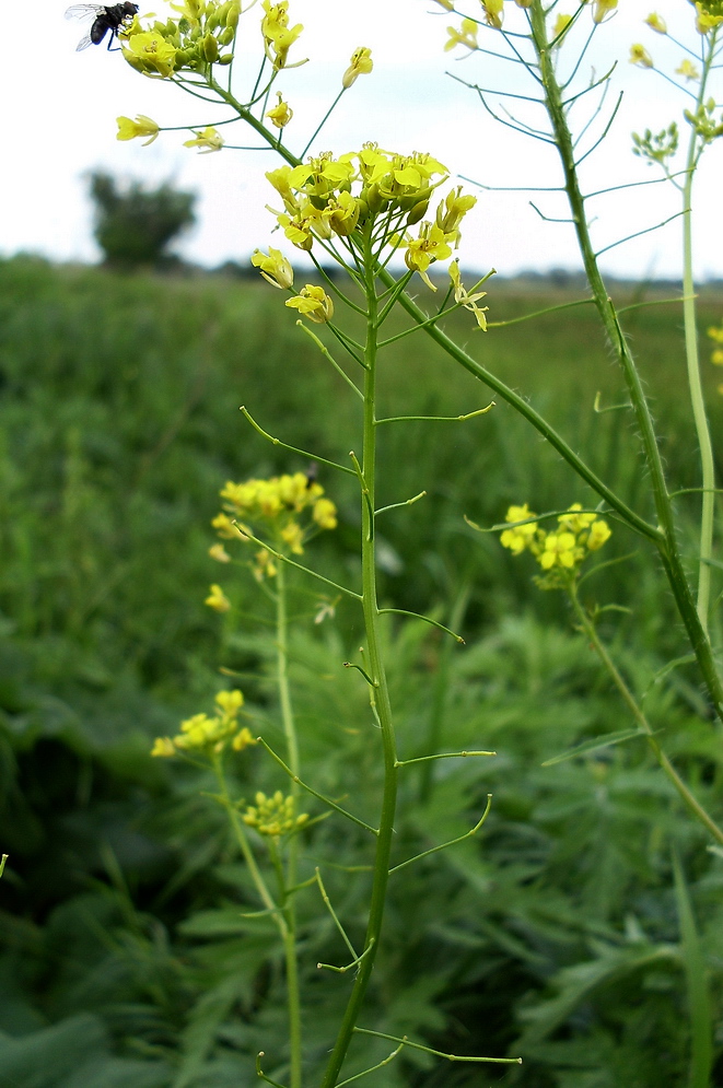 Image of Sisymbrium loeselii specimen.