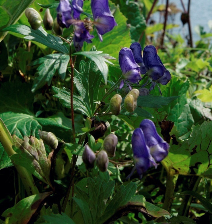 Image of genus Aconitum specimen.