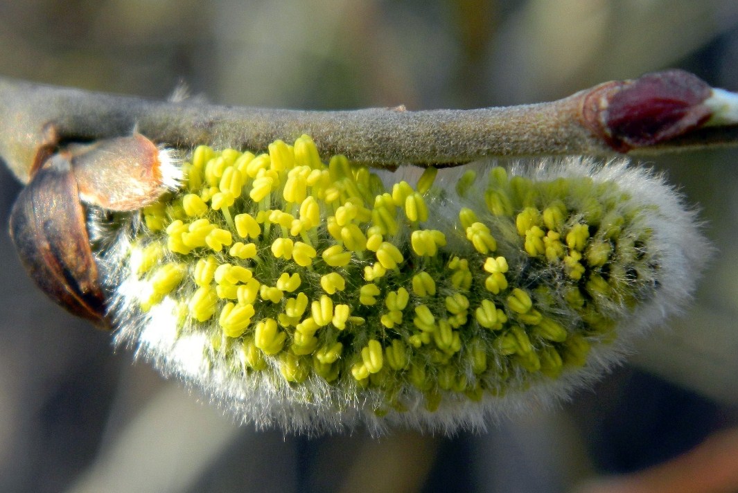 Image of Salix calodendron specimen.