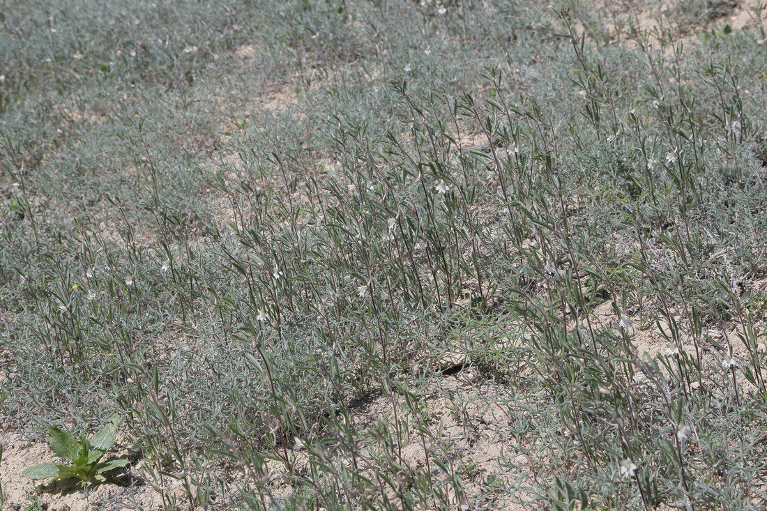 Image of Delphinium rugulosum specimen.