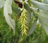 Salix × meyeriana. Соплодие. Московская обл., Лотошинский р-н, окр. дер. Савостино. 25.05.2013.