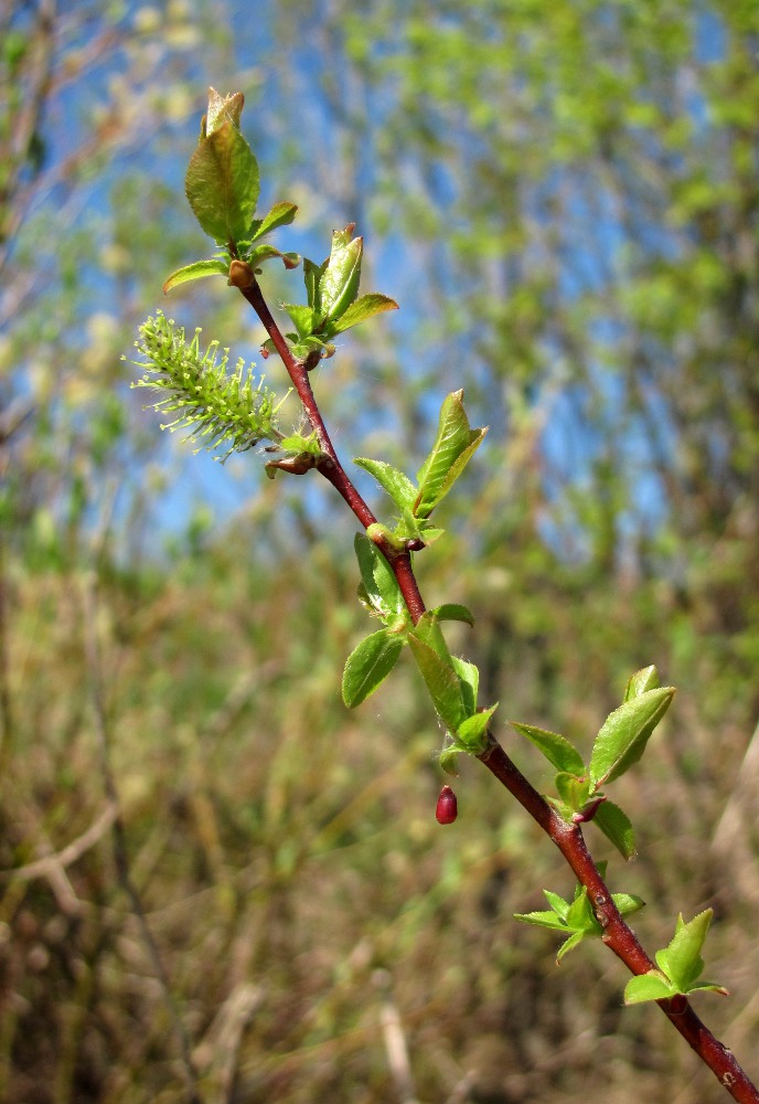 Изображение особи Salix pyrolifolia.