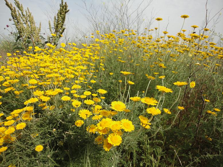 Image of Anthemis tinctoria specimen.