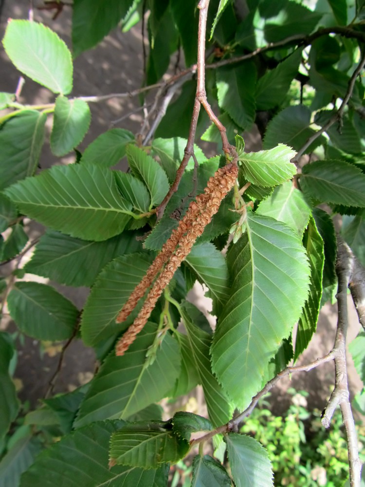 Изображение особи Ostrya carpinifolia.