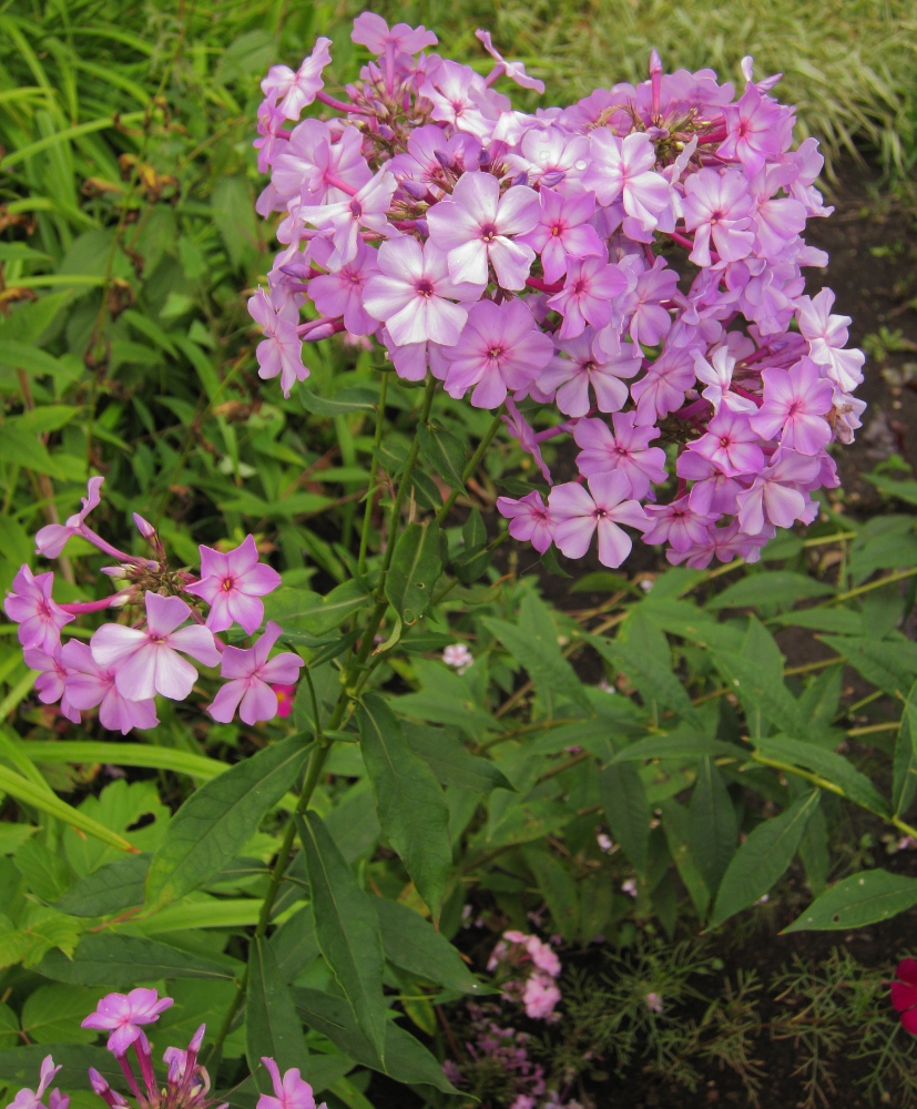 Изображение особи Phlox paniculata.