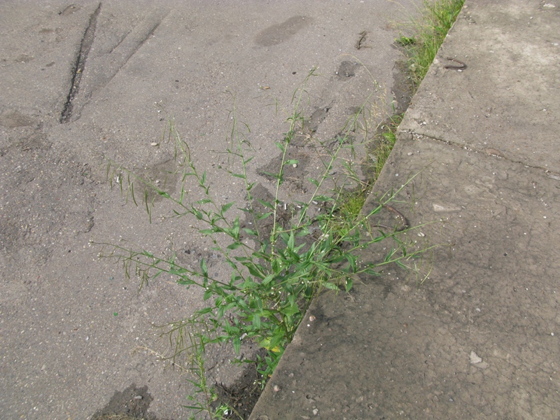 Image of Arabis pendula specimen.