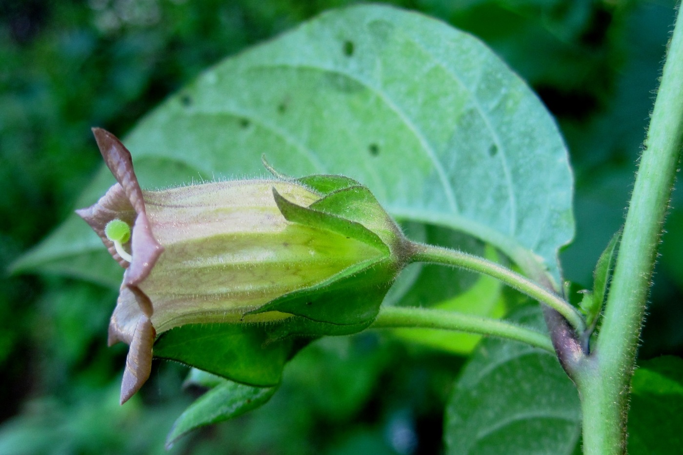 Image of Atropa caucasica specimen.