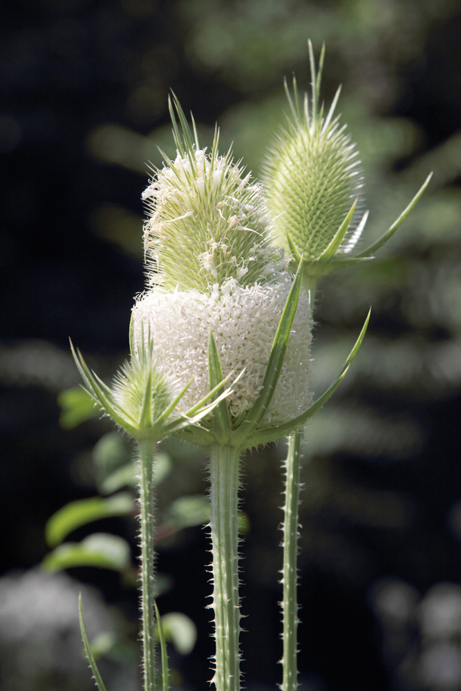 Изображение особи Dipsacus laciniatus.