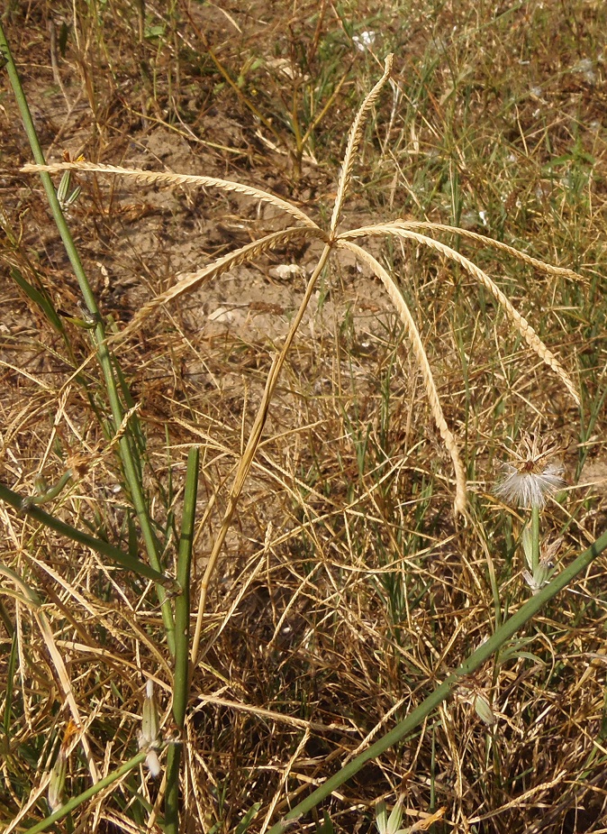 Image of Cynodon dactylon specimen.