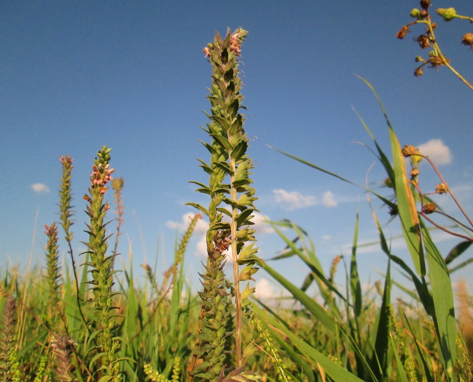 Изображение особи Odontites vulgaris.