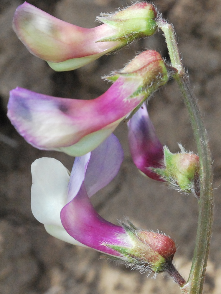 Image of Vicia subvillosa specimen.