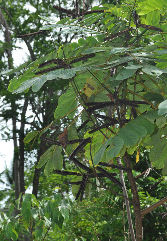 Image of Senna alata specimen.