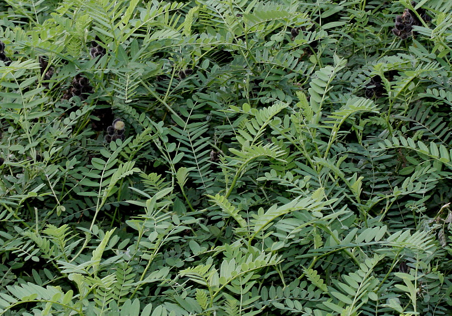 Image of Astragalus cicer specimen.