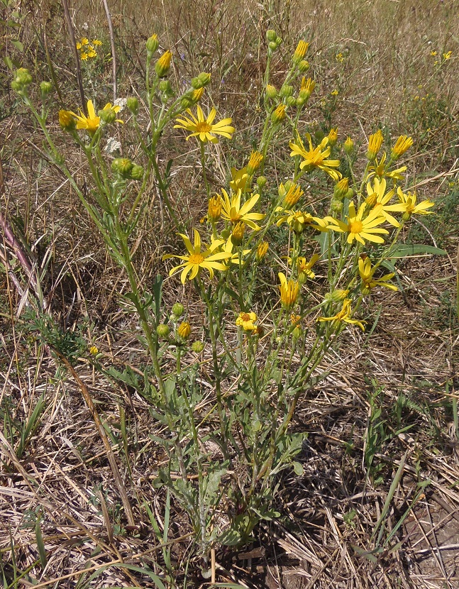 Image of Senecio borysthenicus specimen.