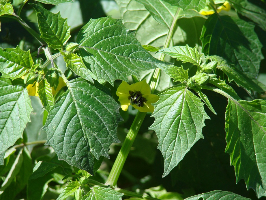 Изображение особи Physalis ixocarpa.