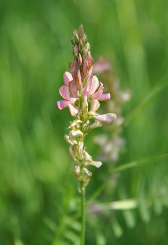 Image of genus Onobrychis specimen.