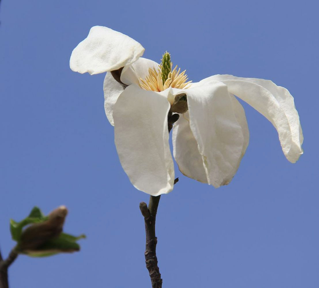 Image of Magnolia kobus specimen.