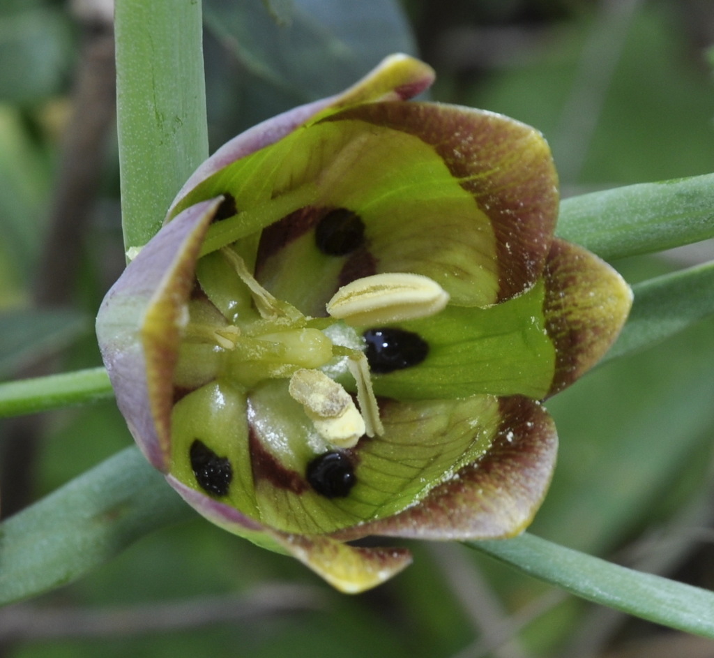 Изображение особи Fritillaria pontica.