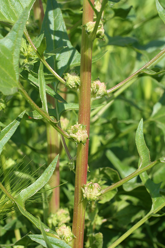 Изображение особи Spinacia turkestanica.