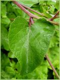 Arctium tomentosum. Стеблевой лист. Чувашия, окр. г. Шумерля, Кумашкинский заказник, оз. Прорва. 9 июля 2009 г.