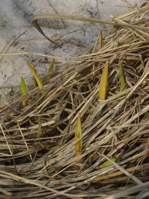 Image of Calamagrostis langsdorffii specimen.