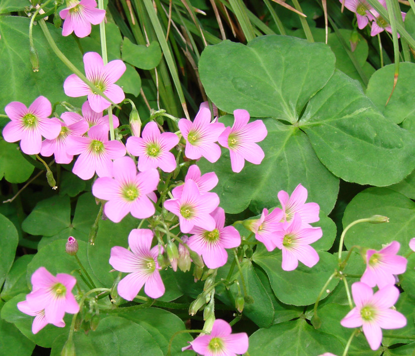 Image of Oxalis violacea specimen.