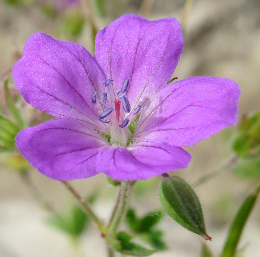 Image of Geranium sylvaticum specimen.