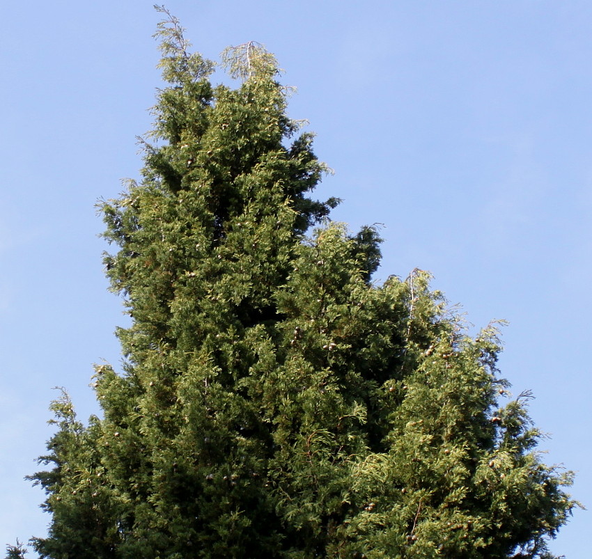 Изображение особи Cupressus sempervirens.