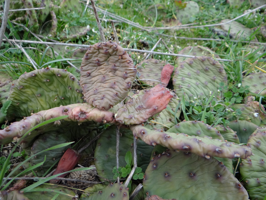 Image of Opuntia humifusa specimen.