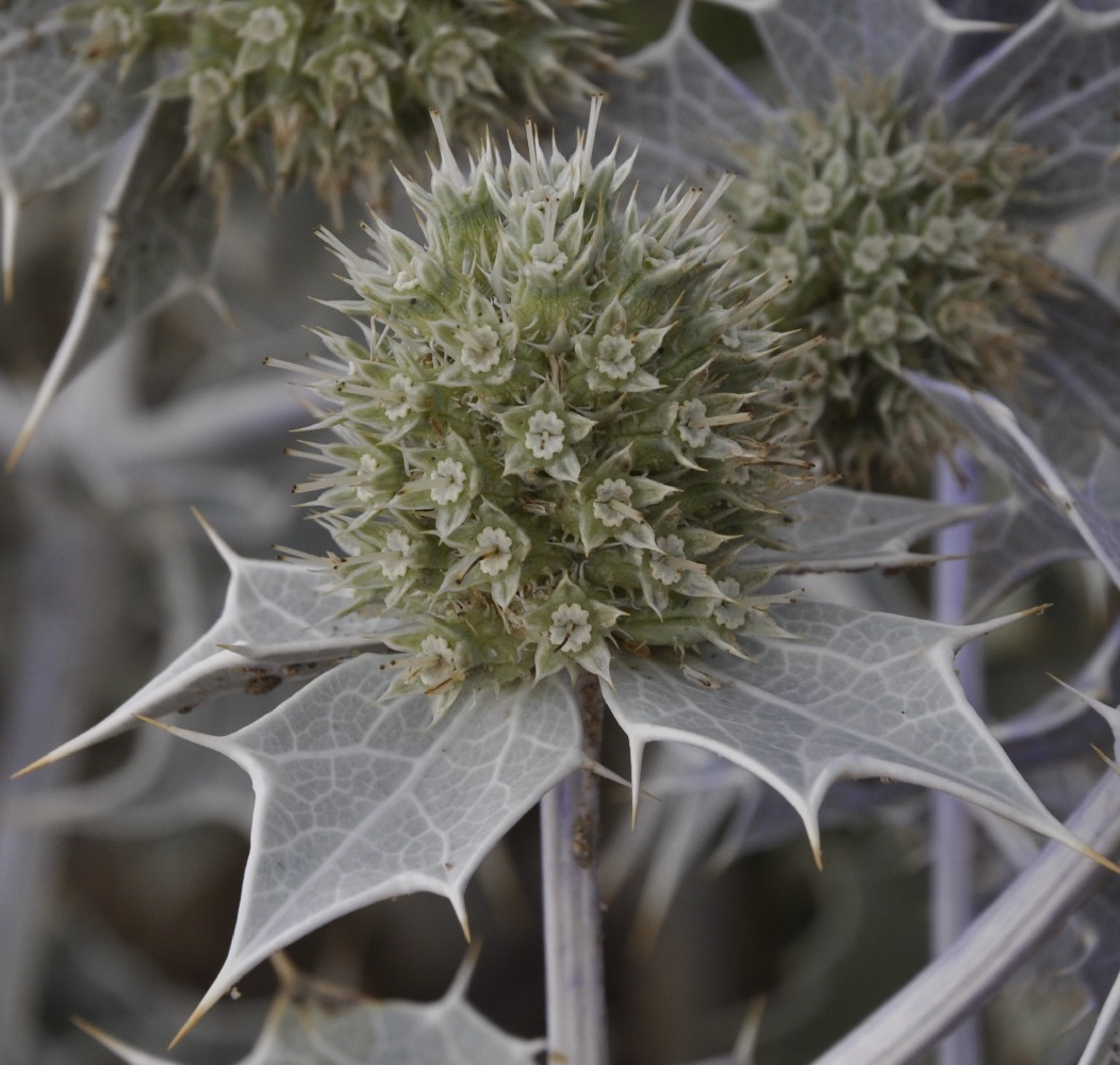 Изображение особи Eryngium maritimum.